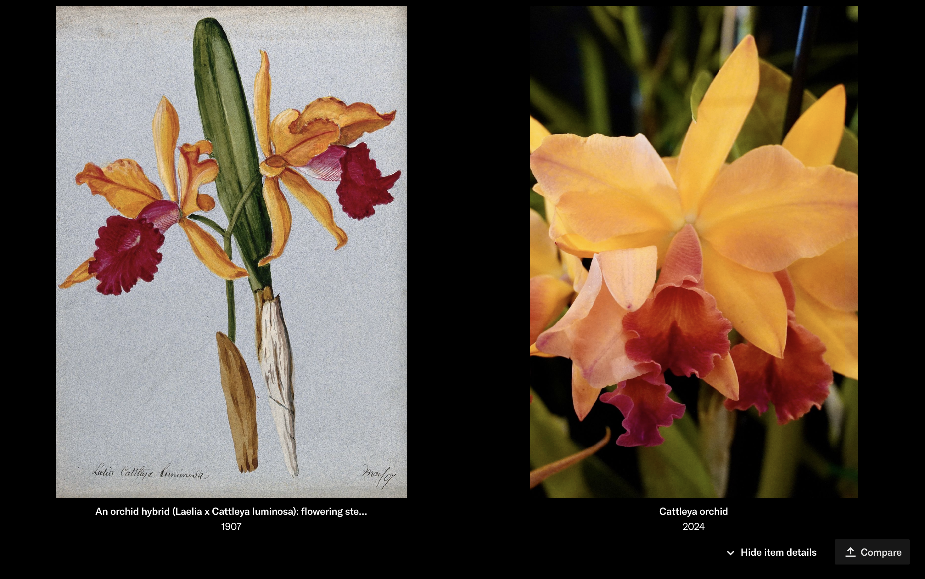 An illustration of an orchid from an open collection on JSTOR compared alongside a uploaded photograph of an orchid using full screen compare mode