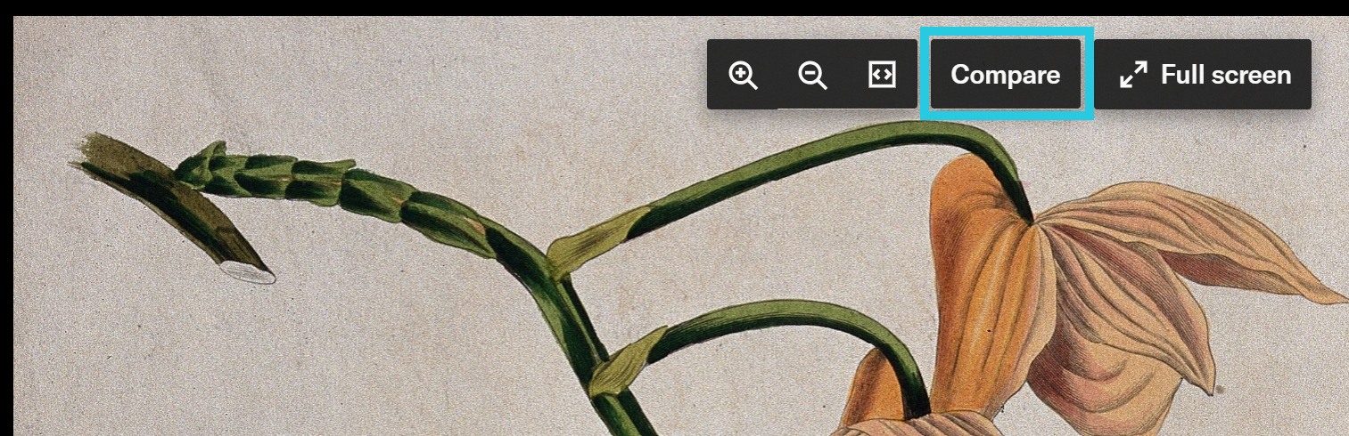 Compare button in image viewer